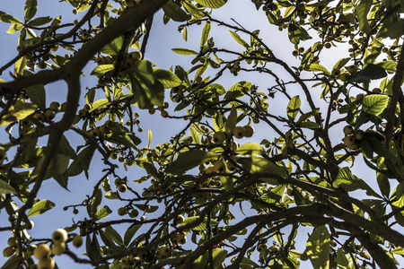 medlar tree branchesの写真素材