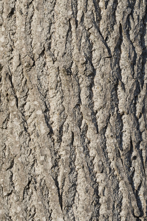 tree bark detail macroの写真素材