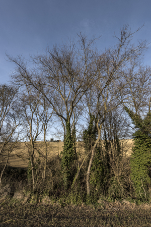 poplar trees in the countrysideの写真素材