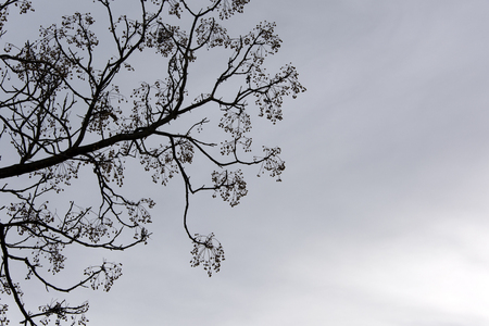 tree brunches gray sky backgroundの写真素材
