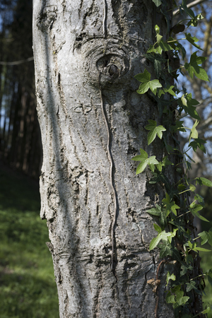 tree trunk close upの写真素材