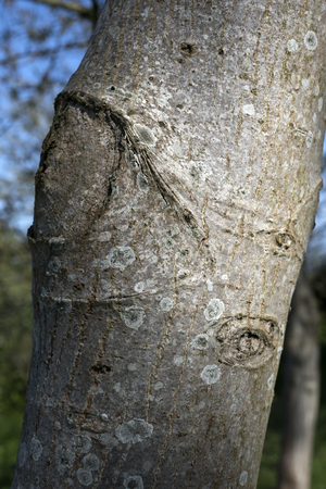 tree trunk close upの写真素材