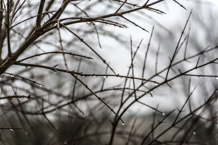 Tree branchesの写真素材
