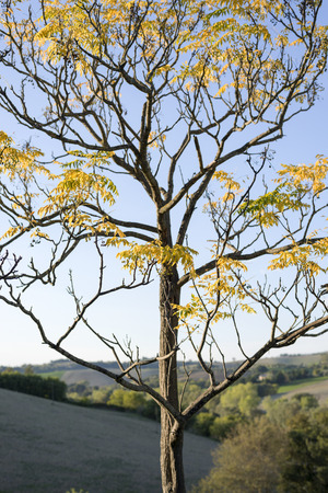 yellow leaves treeの写真素材