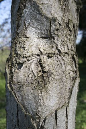 tree trunk close upの写真素材