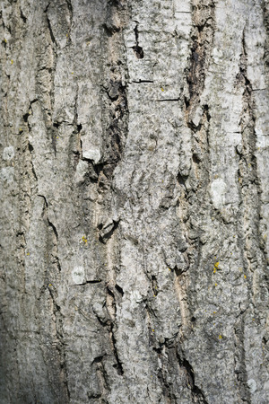 tree bark detail macro