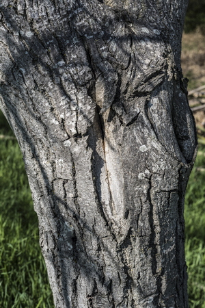 tree trunk detailの写真素材