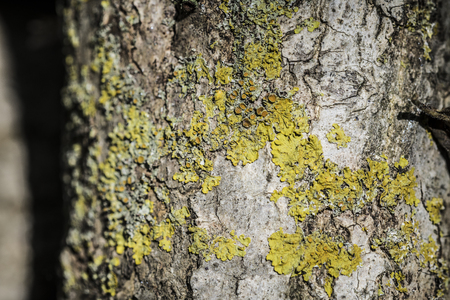 tree bark detailの写真素材