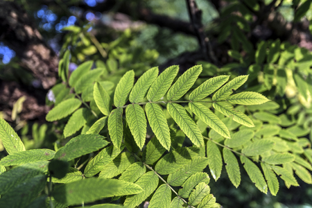 green beautiful leavesの写真素材