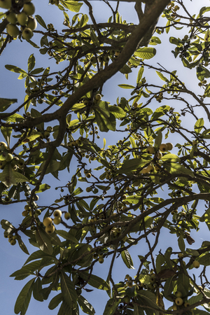medlar tree leavesの写真素材