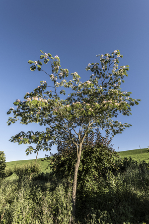 young treeの写真素材
