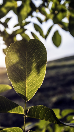 nut tree leaves