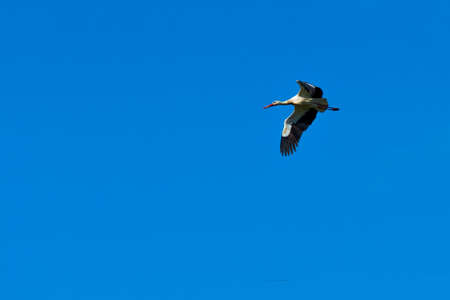 High flying stork