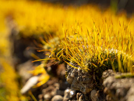 Sprouting moss overtaking concrete foundation, resembling some sort of macro field.の写真素材