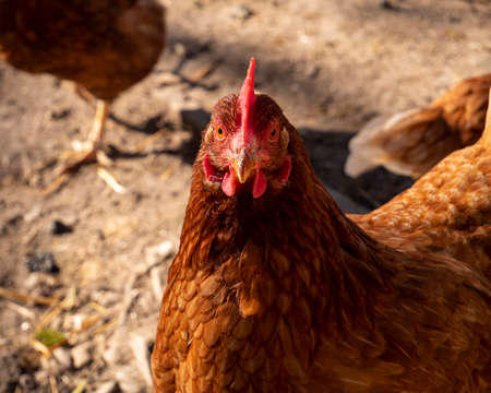 Chicken caught starting at camera lense on free-range farm.