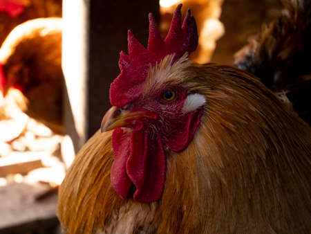 Rooster relaxing in the shade on free range farm.の写真素材