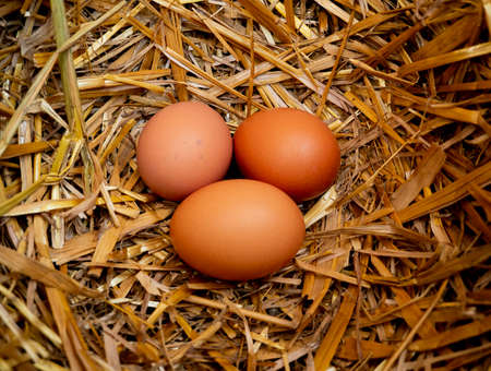 Fresh eggs in straw nest built by hens.の写真素材