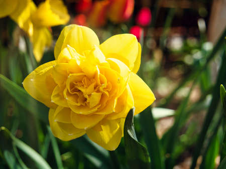 Yellow spring flower daffodilの写真素材