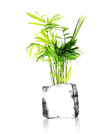 a plant growing out of a ice cube with white backgroundの写真素材