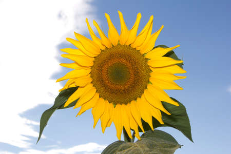 sunflowers with sky, cloudsの写真素材
