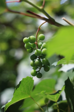 White grape with grape leaves backgroundの写真素材
