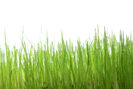 green grass with white backgroundの写真素材