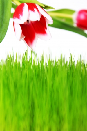 Big grass an tulips isolated on white backgroundの写真素材