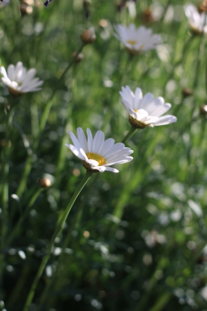 beautiful daisy flowersの写真素材