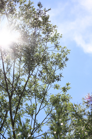 green forest, tree with leaves and sun light bottom view backgroundの写真素材