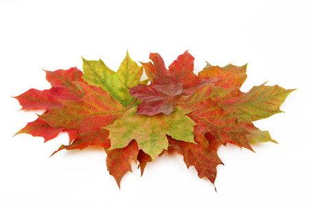 Autumn leaves isolated with white backgroundの写真素材