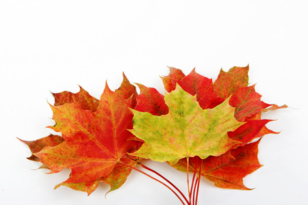 Autumn leaves isolated with white backgroundの写真素材