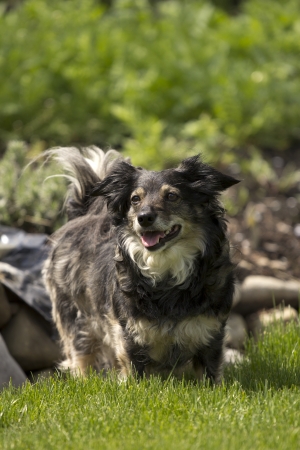 mixed breed dog in a park with green grass and bushesの写真素材