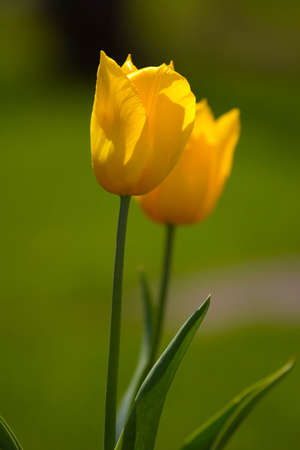 two yellow tulip with a green backgroundの写真素材