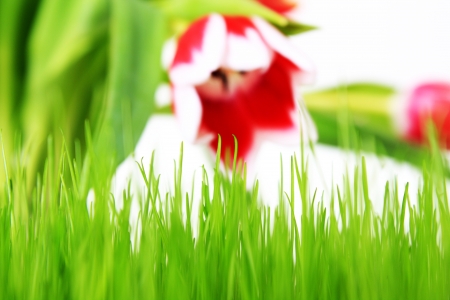 Big grass an tulips isolated on white backgroundの写真素材