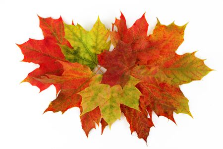 Autumn leaves isolated with white backgroundの写真素材