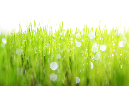 grasの写真素材