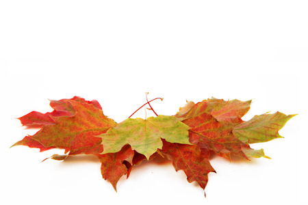 Autumn leaves isolated with white backgroundの写真素材