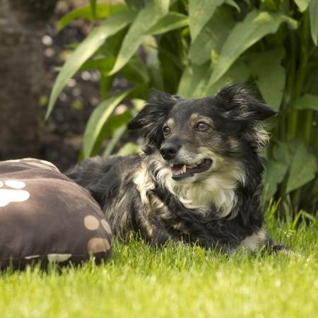 mixed breed dog in a park with green grass and bushesの写真素材