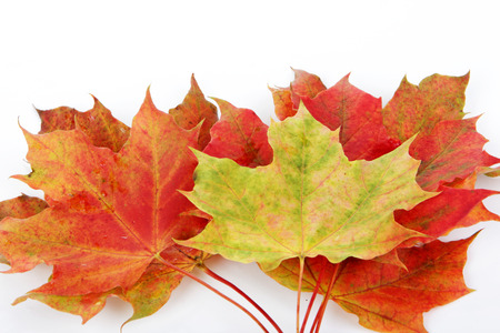 Autumn leaves isolated with white backgroundの写真素材