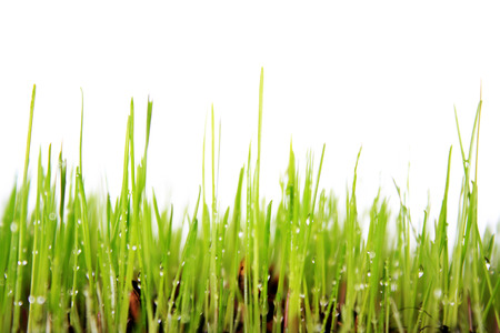 Meadow, fresh green grassの写真素材
