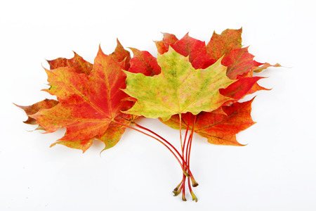 Autumn leaves isolated with white backgroundの写真素材