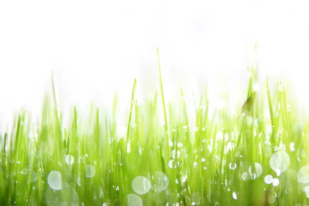 Fresh green grass の写真素材