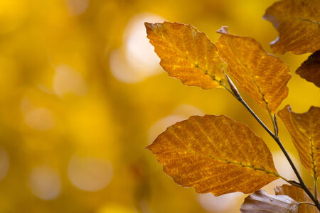 Autumn leaves with colorful background, orange, green, yellow, redの写真素材