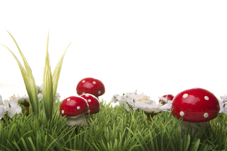 meadow with daisies and mushrooms on whiteの写真素材