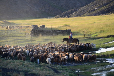Shepherd on the prairie