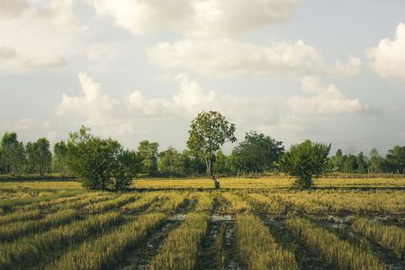 Evening rice fieldの写真素材