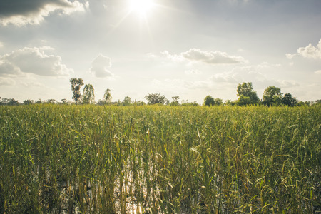 sun light and rice field