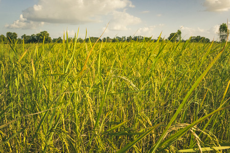 Rice field in thailandの写真素材