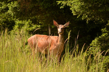 ropesの写真素材