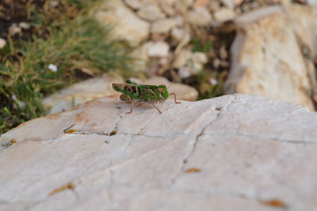 grasshopper is basking on a rockの写真素材